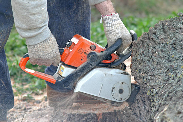 How Our Tree Care Process Works  in  Lincoln Beach, OR